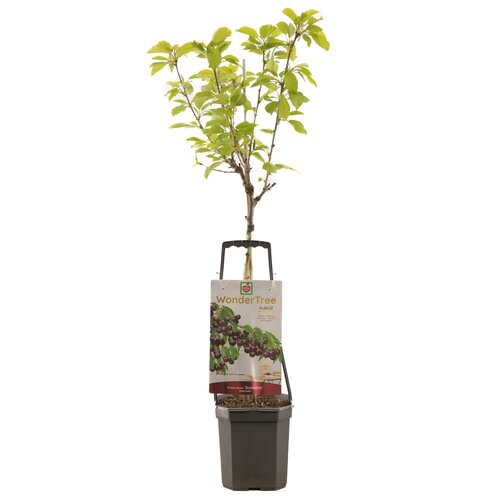 Prunus av Sunburst WT P24