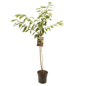 Prunus avium Kordia p27 h120cm