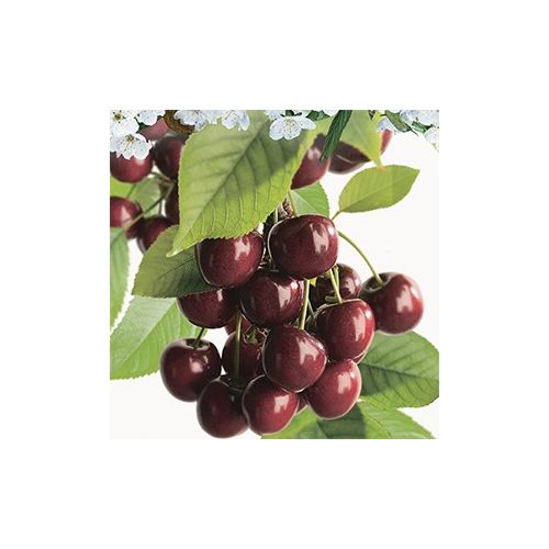 Prunus avium Lapins p32 h180cm