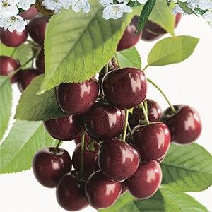 Prunus avium Lapins p32 h180cm