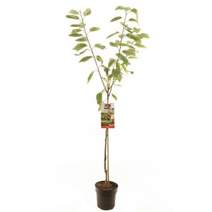 Prunus avium Regina p27 h120cm