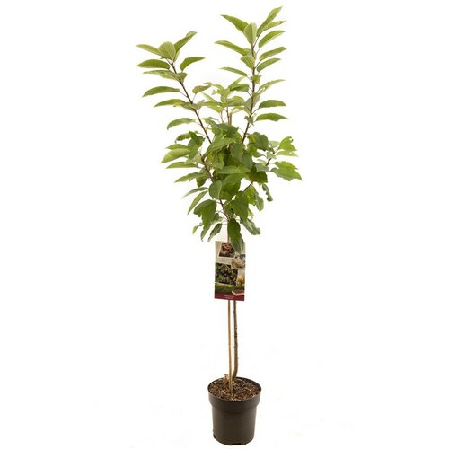 Prunus avium Sunburst p27 h120cm