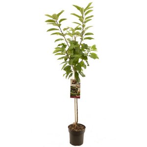 Prunus avium Sunburst p27 h120cm