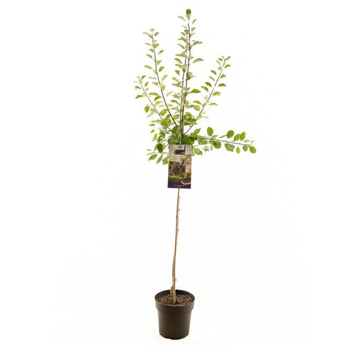 Prunus dom. Opal p27 h120cm