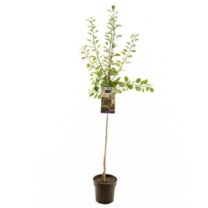 Prunus dom. Opal p27 h120cm
