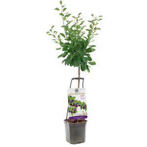 Prunus dom Opal WT P24