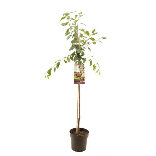 Prunus dom. Victoria p27 h120cm