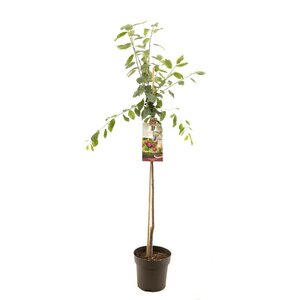 Prunus dom. Victoria p27 h120cm