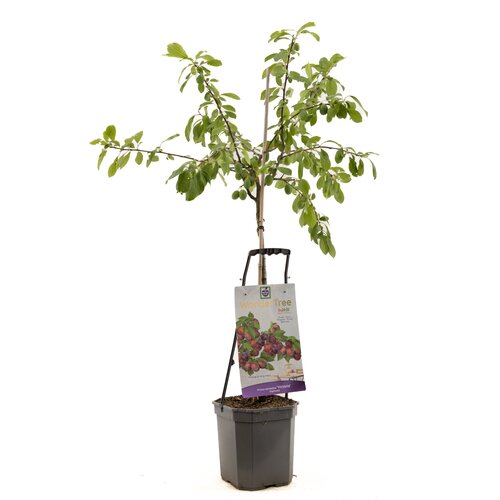 Prunus dom Victoria WT p24
