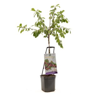 Prunus dom Victoria WT p24