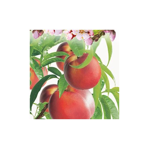 Nectarine Prunus pers.nuc. Madame Blanchet - afbeelding 2