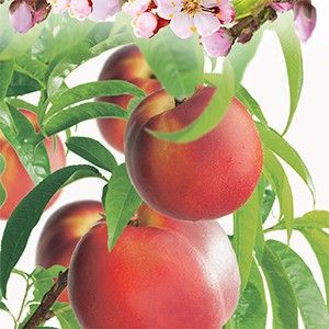 Nectarine Prunus pers.nuc. Madame Blanchet - afbeelding 2