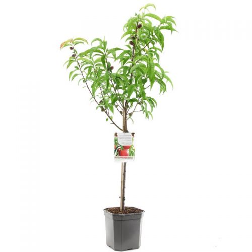 Nectarine Prunus pers.nuc. Madame Blanchet - afbeelding 1