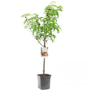 Nectarine Prunus pers.nuc. Madame Blanchet - afbeelding 1