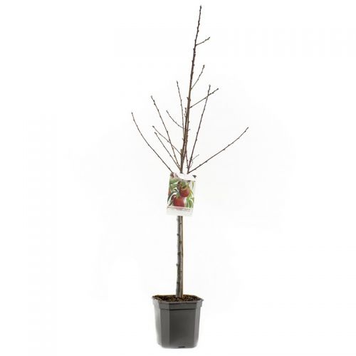 Nectarine Prunus pers.nuc. Madame Blanchet - afbeelding 3