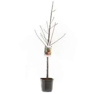 Nectarine Prunus pers.nuc. Madame Blanchet - afbeelding 3