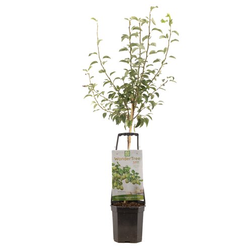 Pyrus com Doyenne d C WT P24