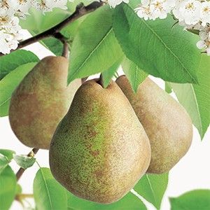 Handpeer - 25 jaar Pyrus comm. Doy. du Comice 25 jr