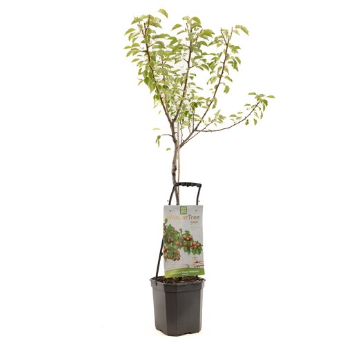 Pyrus com Gieser W WT P24
