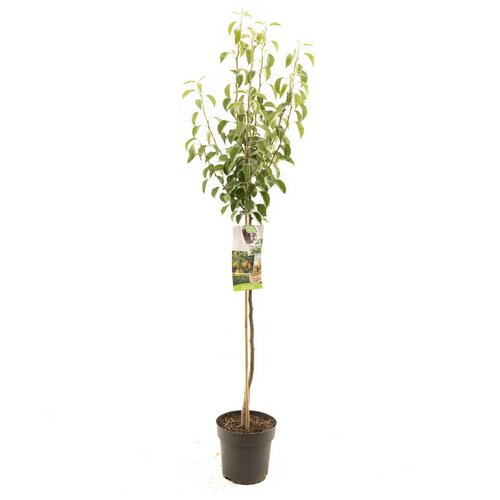 Pyrus comm. Gieser W. p27 h120cm