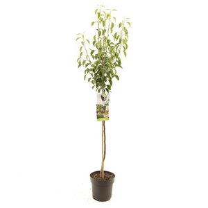 Pyrus comm. Gieser W. p27 h120cm
