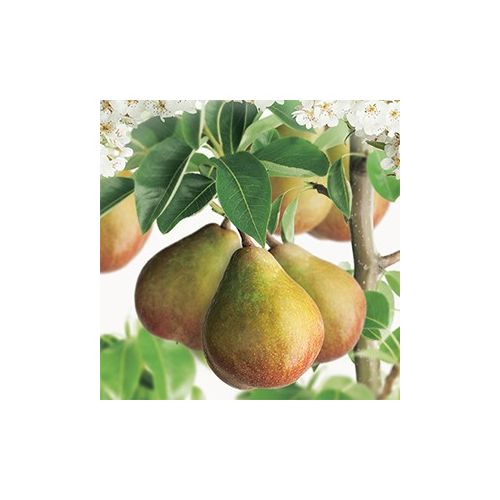 Stoofpeer Pyrus comm. Gieser Wildeman laagsta - afbeelding 2