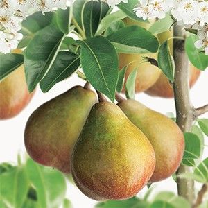 Stoofpeer Pyrus comm. Gieser Wildeman laagsta - afbeelding 2