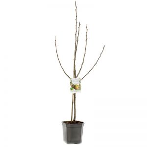 Stoofpeer Pyrus comm. Gieser Wildeman laagsta - afbeelding 3