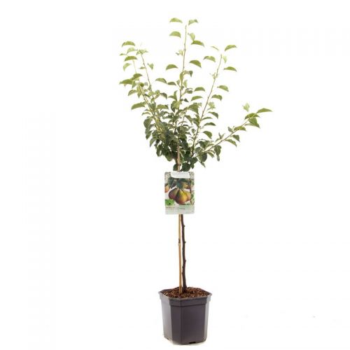 Stoofpeer Pyrus comm. Gieser Wildeman laagsta - afbeelding 1