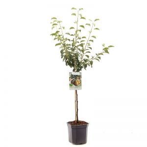 Stoofpeer Pyrus comm. Gieser Wildeman laagsta - afbeelding 1