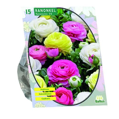 Ranonkel, Pastel Mix per 15