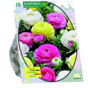 Ranonkel, Pastel Mix per 15