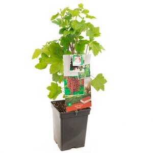 Rode bes Ribes rubrum Rovada