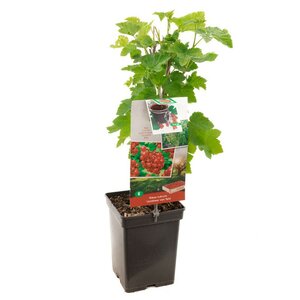 Rode bes, vroeg rijpend Ribes rubrum Jonkheer v Tets