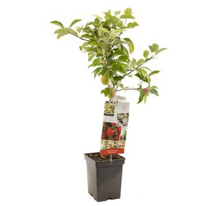 Rode handappel Malus dom. Summerred Patio