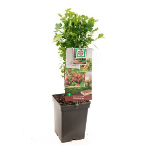 Rode kruisbes Ribes uva-cr. Hinnonmäki Röd