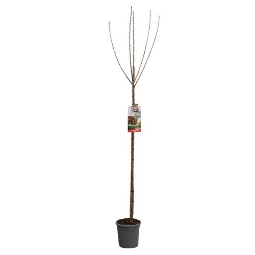 Rode zoete kers Prunus avium Stella hoogstam