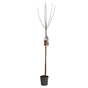 Rode zoete kers Prunus avium Stella hoogstam