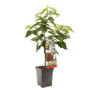 Rode zoete kers Prunus avium Stella Patio