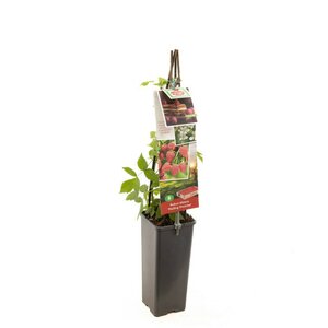 Rode zomerframboos Rubus idaeus Malling Promise