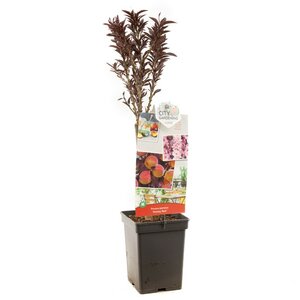 Roodbladerige dwergperzik Prunus p. Dwergperzik Honey Red