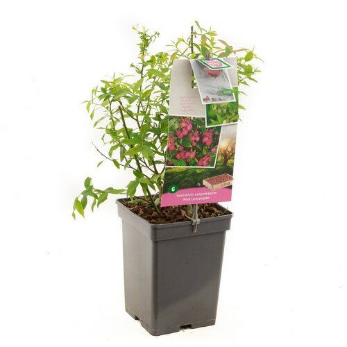 Roze bes Vaccinium corymbosum Pink Lemonade