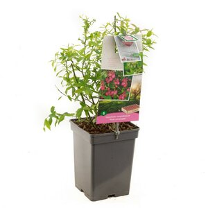 Roze bes Vaccinium corymbosum Pink Lemonade