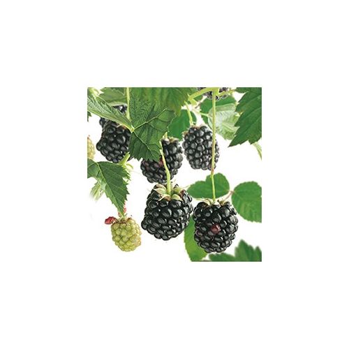 Doornloze braam Rubus fruticosus Navaho - afbeelding 2