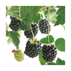 Doornloze braam Rubus fruticosus Navaho - afbeelding 2