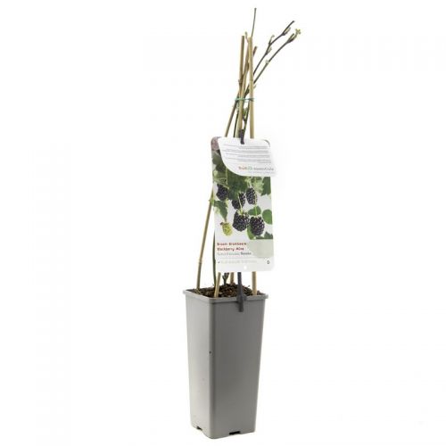 Doornloze braam Rubus fruticosus Navaho - afbeelding 3