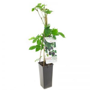 Doornloze braam Rubus fruticosus Navaho - afbeelding 1