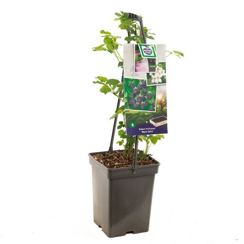 Rubus fru. Black Satin vp5 handvat