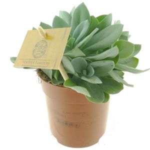 Senecio cephalophorus 10,5 cm