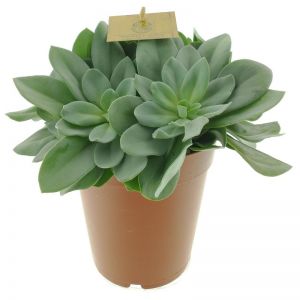 Senecio cephalophorus 15 cm
